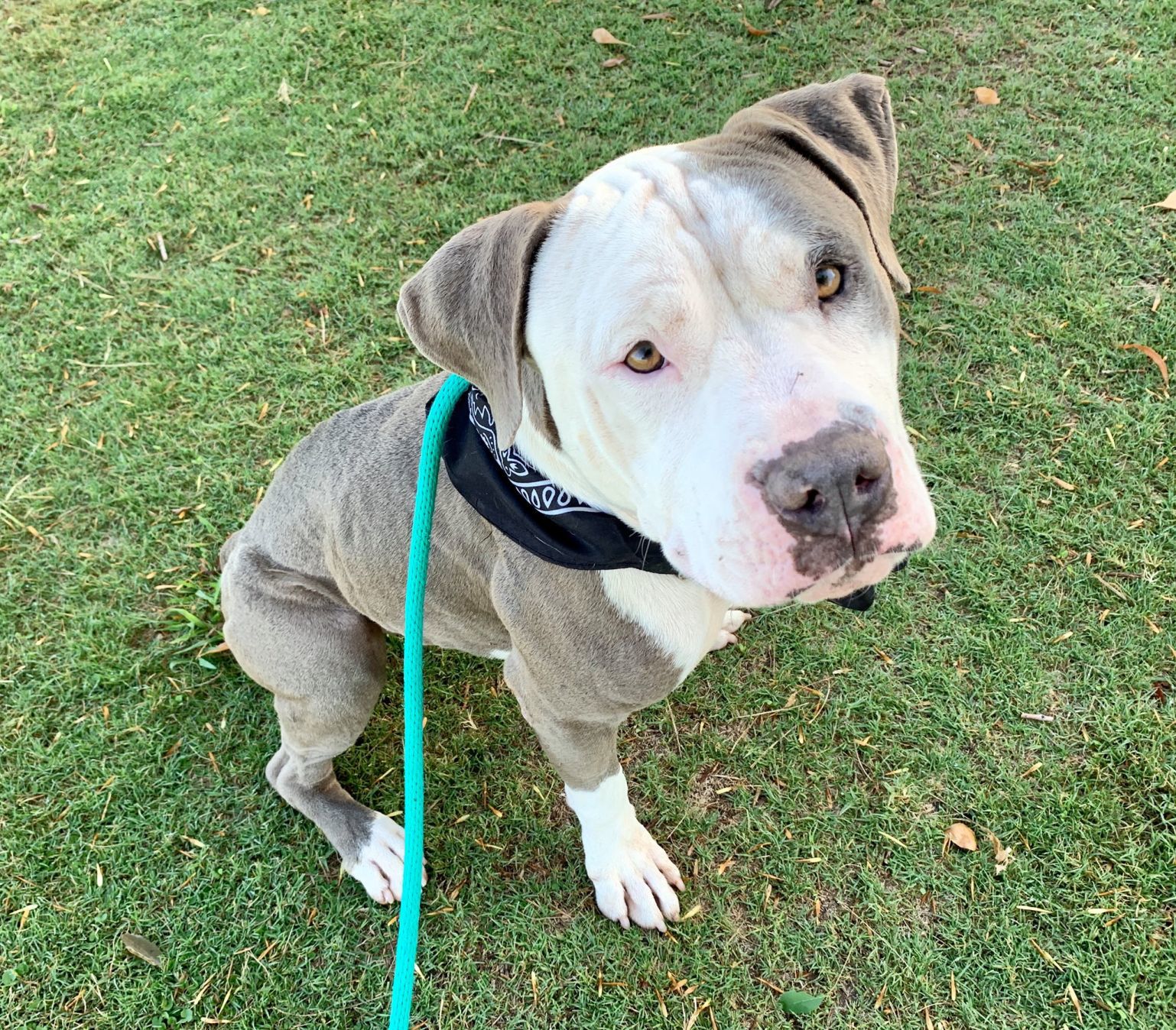 Adopt a friend: Womple